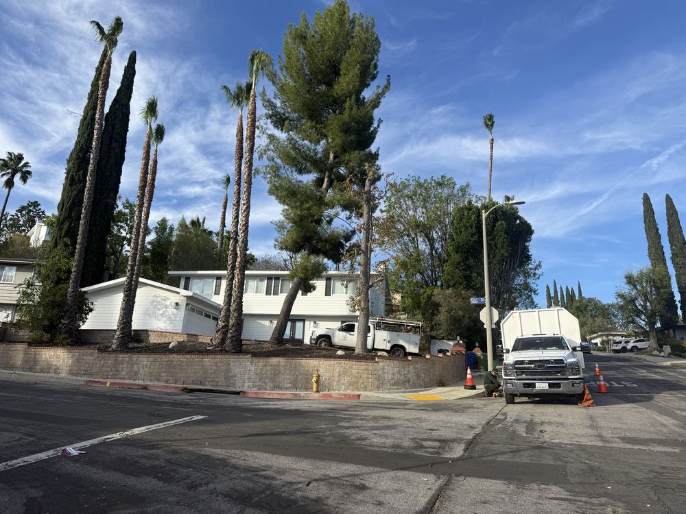 JF Gonzalez Landscape Maintenance - tree service in Canoga Park , CA