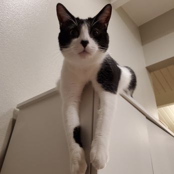 Pawsitive Pet Sitting & Dog Walking - My shy cat is not shy with her - Dog Walkers Near Me - Lakewood, California