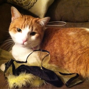 Burbank Pet Hospital - Izze! Our little princess. - Veterinarians Near Me - San Jose, California