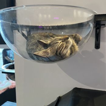 Cat Cafe Maui - Pet Adoption Near Me - Kahului, Hawaii