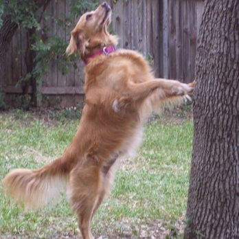 Gold Ribbon Rescue - Skylar - Animal Shelters Near Me Gold Ribbon Rescue - Skylar - Animal Shelters Near Me