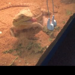 FB Driving - Stella!!! Class pet.
