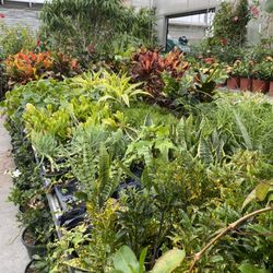 Troy's Landscape Supply - Indoor plants inside our greenhouse.