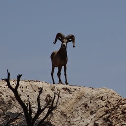 Las Vegas Red Rock Tours
