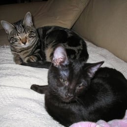 Mokey and Hanzo - we got them from Wonder Cat Rescue Mokey and Hanzo - we got them from Wonder Cat Rescue