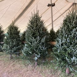 Creston Farms Christmas Trees