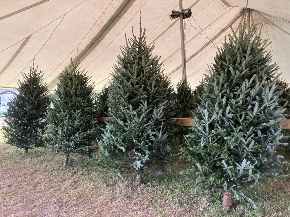 CRESTON FARMS CHRISTMAS TREES Updated August 2024 12 Photos 3125 S US Hwy 1, Fort Pierce