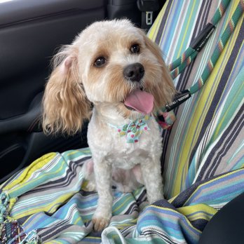 Petsville Citrus Park - My cavapoo after being groomed - Pet Groomers Near Me - Tampa, Florida Petsville Citrus Park - My cavapoo after being groomed - Pet Groomers Near Me - Tampa, Florida