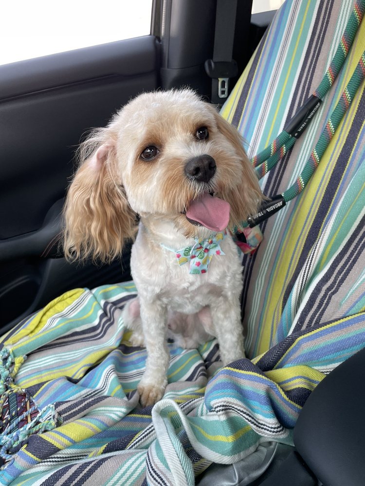 Petsville Citrus Park - pet boarding facility in Tampa, FL