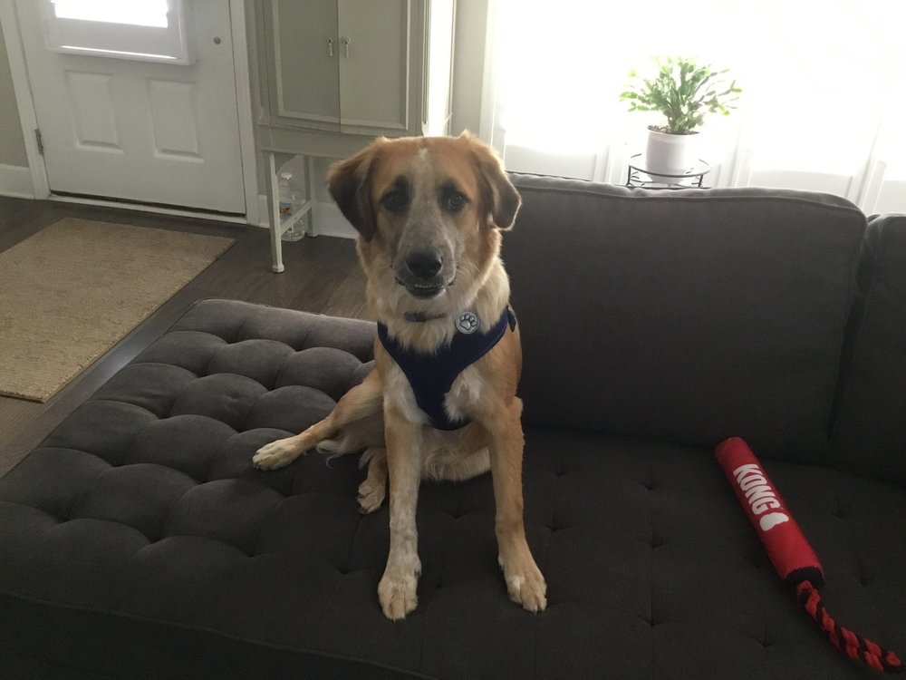 SPCA OF TENNESSEE 10 Reviews Brentwood, TN Yelp