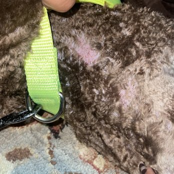 Poodle Doodle - Pet Groomers Near Me - Manassas, Virginia Poodle Doodle - Pet Groomers Near Me - Manassas, Virginia
