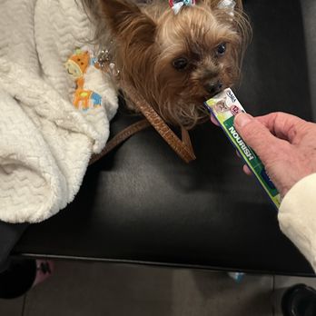 VEG ER for Pets - Linus gets a snack - Emergency Pet Hospital Near Me - Clearwater, Florida VEG ER for Pets - Linus gets a snack - Emergency Pet Hospital Near Me - Clearwater, Florida