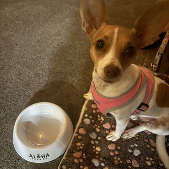 Aloha Beer - Roo finished her chicken bowl and wants more! - Breweries Near Me - Honolulu, Hawaii Aloha Beer - Roo finished her chicken bowl and wants more! - Breweries Near Me - Honolulu, Hawaii