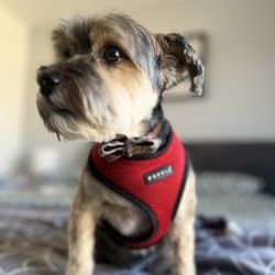Pixie Sticks Dog Boutique - Groomed puppy