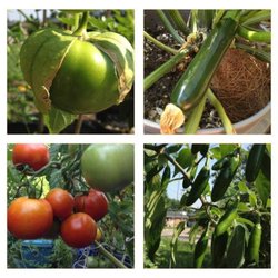 Garden Grove Organics
