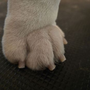 Punked Up Pup - Grinded nails. - Pet Groomers Near Me - Tonganoxie, Kansas