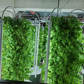 Gather - Hydroponics - New American Near Me - Omaha, Nebraska Gather - Hydroponics - New American Near Me - Omaha, Nebraska