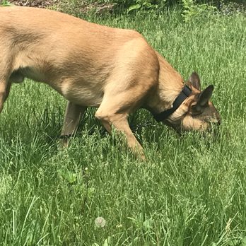 Behavior Unleashed - Pet Training Near Me