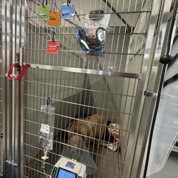 VEG ER for Pets - Rosie in her hospital bed with all her caution signs lol - Emergency Pet Hospital Near Me - Willow Grove, Pennsylvania