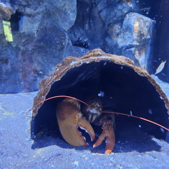 OdySea Aquarium - Aquariums Near Me - Scottsdale, Arizona OdySea Aquarium - Aquariums Near Me - Scottsdale, Arizona