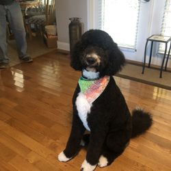 Petsense - Lola's 1st birthday groom.