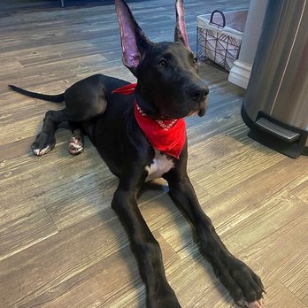 Michael Butchko, DVM - Great Dane Ear Crop - Veterinarians Near Me - Riverside, California