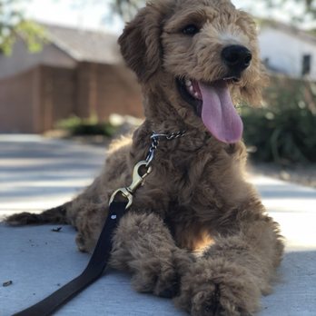 Innate Dog Training - Cooper Haisupa - Goldendoodle Puppy - Pet Training Near Me