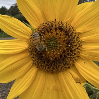 Apple Lane Orchard - Sunflower - Venues & Event Spaces Near Me - Julian, California Apple Lane Orchard - Sunflower - Venues & Event Spaces Near Me - Julian, California