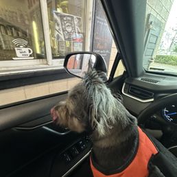 Fred patiently awaiting his pup cup Fred patiently awaiting his pup cup