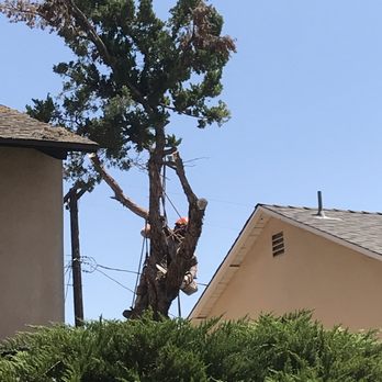 Ace Tree Service - Difficult job with the tree overhanging my nieghbor's driveway and house. No damage. - Landscaping Near Me Ace Tree Service - Difficult job with the tree overhanging my nieghbor's driveway and house. No damage. - Landscaping Near Me