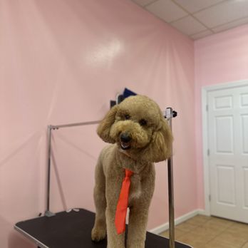 Blush & Brush - Pet Groomers Near Me - Spring, Texas Blush & Brush - Pet Groomers Near Me - Spring, Texas