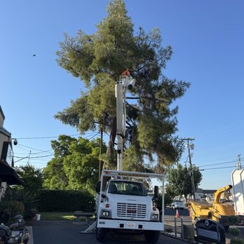 A+ Ramirez Tree Services - Before - Tree Services Near Me - Fresno, California A+ Ramirez Tree Services - Before - Tree Services Near Me - Fresno, California
