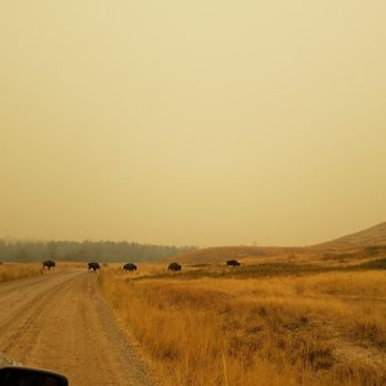CSKT Bison Range - Kids Activities Near Me - Charlo, Montana