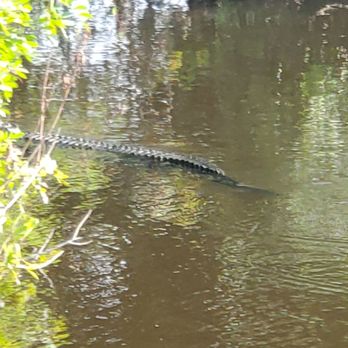 Airboat Rides MIami - A gator we saw in an area that didn't require a payment. - Boat Tours Near Me - Miami, Florida Airboat Rides MIami - A gator we saw in an area that didn't require a payment. - Boat Tours Near Me - Miami, Florida