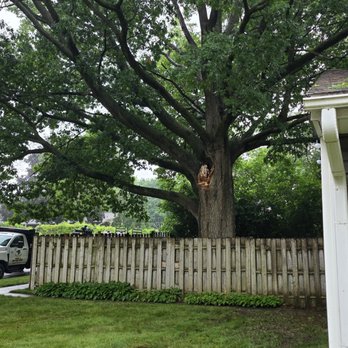 Busy Beaver Tree Care - Tree Services Near Me - Roscoe, Illinois Busy Beaver Tree Care - Tree Services Near Me - Roscoe, Illinois