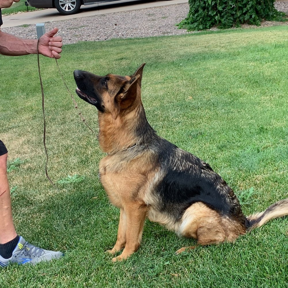 DOG BEHAVIORIST DENVER Updated August 2024 19 Photos Littleton, Colorado Pet Training