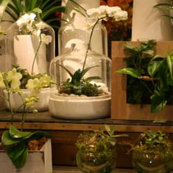 Vivio Flower Gallery - Office plants, Hostess gifts