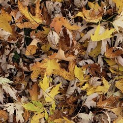 AAE Lawn & Landscaping