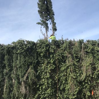 Premier Tree Experts - Tree Services Near Me - Orange, California