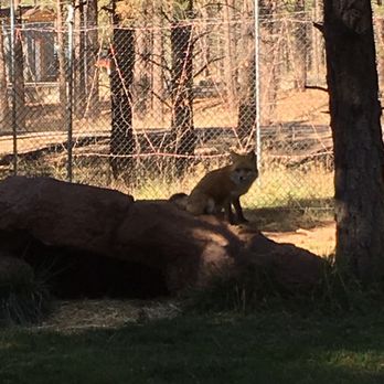 Bearizona - Zoos Near Me - Williams, Arizona