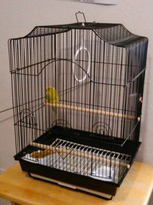 Pete’s Pet Supply by null