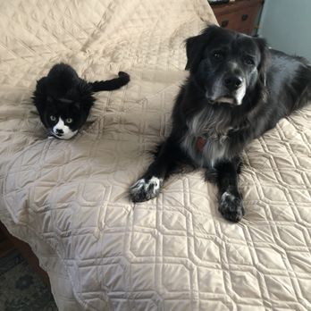 Posh Pets Rescue - Doc and Marshy hanging together! - Animal Shelters Near Me - Long Beach, New York Posh Pets Rescue - Doc and Marshy hanging together! - Animal Shelters Near Me - Long Beach, New York