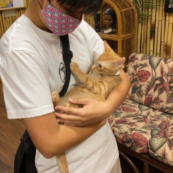 Aloha Kitty Cafe - Spacious and clean areas - Pet Adoption Near Me - Kailua, Hawaii