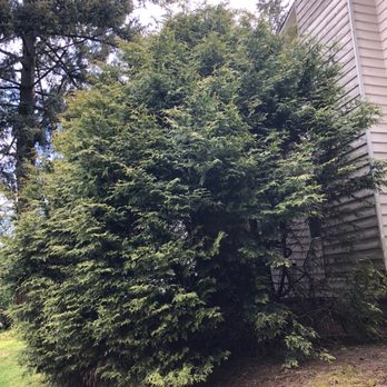 Advanced Home Repairs - Before tree removal - General Contractors Near Me - Marysville, Washington Advanced Home Repairs - Before tree removal - General Contractors Near Me - Marysville, Washington