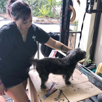 Spa 4 Paws - Lillian grooming her sister's dog Leeloo, while visiting Hawaii - Pet Groomers Near Me - Edwardsville, Illinois