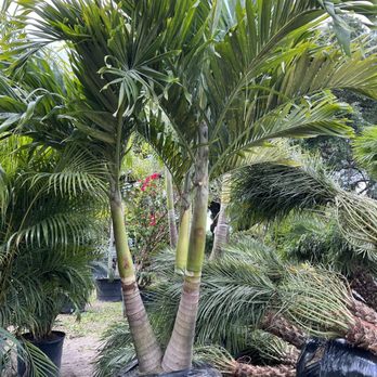 Palm Gardens Nursery - Our new addition to the family A Christmas Palm - Nurseries & Gardening Near Me - Orlando, Florida Palm Gardens Nursery - Our new addition to the family A Christmas Palm - Nurseries & Gardening Near Me - Orlando, Florida