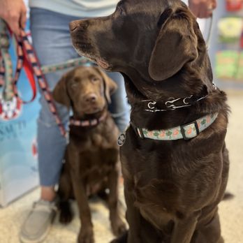 Nauti Pets - Flagler Beach - Pet Stores Near Me - Flagler Beach, Florida
