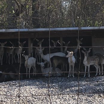 Lagoon Deer Park - Petting Zoos Near Me - Sandusky, Ohio