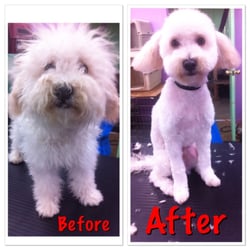 Your Passionate Groomer's Mobile Dog Grooming