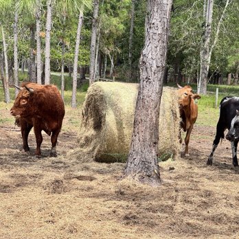 Seven Oaks Farm - Cows - Farms Near Me - DeLand, Florida